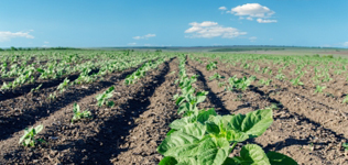 Agrochemicals